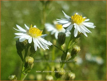 Aster ericoides &#039;Alaska&#039; | Heideaster, Sluieraster, Aster | Heide-Aster