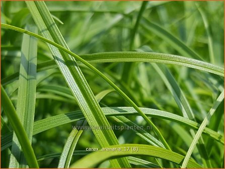 Carex arenaria | Zandzegge, Zegge | Strandsegge