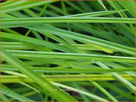 Carex bromoides | Zegge | Segge