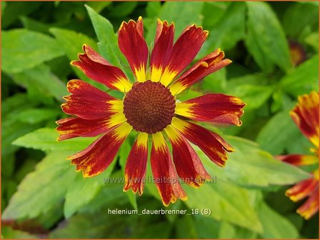 Helenium &amp;#39;Dauerbrenner&amp;#39;