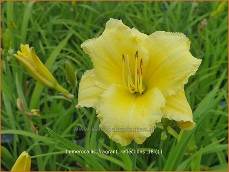 Hemerocallis &#039;Fragrant Reflection&#039; | Daglelie | Taglilie