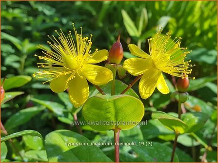 Hypericum inodorum &#039;Rheingold&#039; | Hertshooi | Hohes Johanniskraut