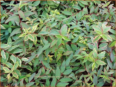 Hypericum moserianum &#039;Tricolor&#039; | Hertshooi | Hohes Johanniskraut