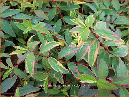 Hypericum moserianum &#039;Tricolor&#039; | Hertshooi | Hohes Johanniskraut