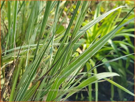 Molinia arundinacea &#039;JS Mostenveld&#039; | Pijpenstrootje | Hohes Pfeifengras