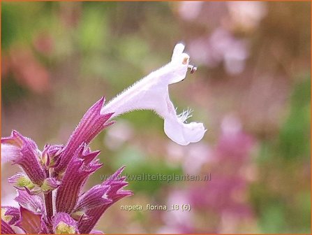 Nepeta &#039;Florina&#039; | Kattenkruid | Katzenminze