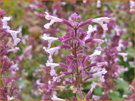 Nepeta &#039;Florina&#039; | Kattenkruid | Katzenminze