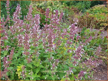 Nepeta &#039;Florina&#039; | Kattenkruid | Katzenminze