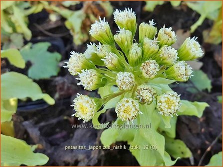 Petasites japonicus &#039;Nishiki-Buki&#039; | Japans hoefblad, Allemansverdriet, Pestwortel, Hoefblad | Japanische Pestwur