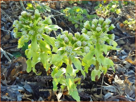 Petasites japonicus &#039;Nishiki-Buki&#039; | Japans hoefblad, Allemansverdriet, Pestwortel, Hoefblad | Japanische Pestwur