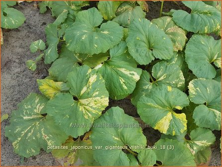 Petasites japonicus &#039;Nishiki-Buki&#039; | Japans hoefblad, Allemansverdriet, Pestwortel, Hoefblad | Japanische Pestwur