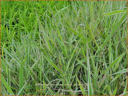 Phalaris arundinacea &#039;Dwarf Garters&#039; | Rietgras, Kanariegras | Rohrglanzgras