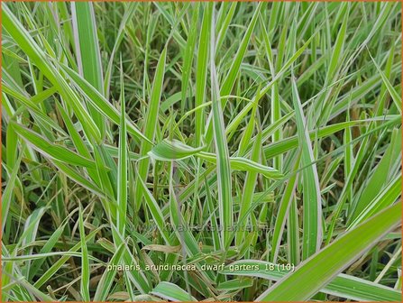 Phalaris arundinacea &#039;Dwarf Garters&#039; | Rietgras, Kanariegras | Rohrglanzgras