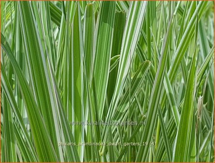 Phalaris arundinacea &#039;Dwarf Garters&#039; | Rietgras, Kanariegras | Rohrglanzgras