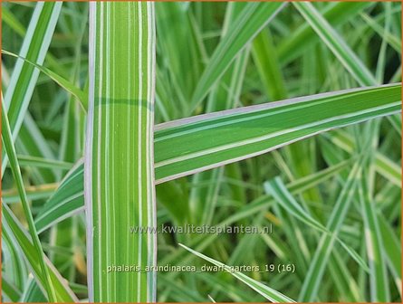 Phalaris arundinacea &#039;Dwarf Garters&#039; | Rietgras, Kanariegras | Rohrglanzgras