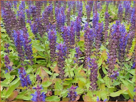 Salvia nemorosa 'Sensation Compact Deep Blue' | Bossalie, Salie, Salvia | Steppensalbei