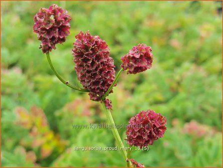 Sanguisorba &#039;Proud Mary&#039; | Pimpernel, Sorbenkruid | Wiesenknopf