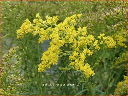 Solidago &#039;Loysder Crown&#039; | Guldenroede | Goldrute | Goldenrod