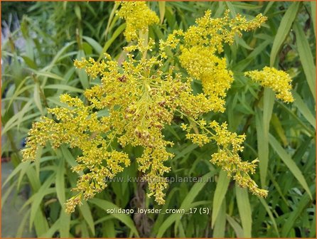 Solidago &#039;Loysder Crown&#039; | Guldenroede | Goldrute | Goldenrod