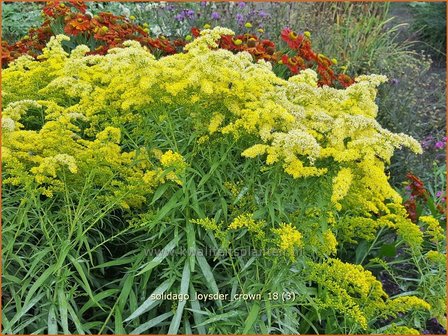 Solidago &#039;Loysder Crown&#039; | Guldenroede | Goldrute | Goldenrod