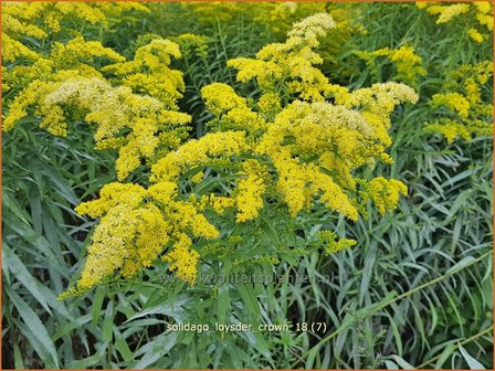 Solidago &#039;Loysder Crown&#039; | Guldenroede | Goldrute | Goldenrod