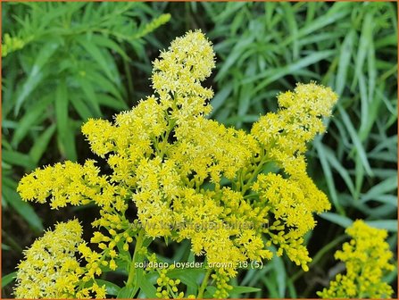 Solidago &#039;Loysder Crown&#039; | Guldenroede | Goldrute | Goldenrod