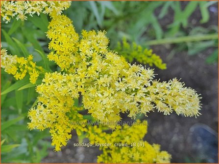 Solidago &#039;Loysder Crown&#039; | Guldenroede | Goldrute | Goldenrod