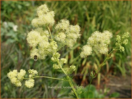 Thalictrum lucidum | Ruit | Gl&auml;nzende Wiesenraute | Meadow Rue