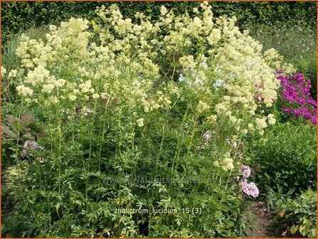 Thalictrum lucidum | Ruit | Gl&auml;nzende Wiesenraute | Meadow Rue