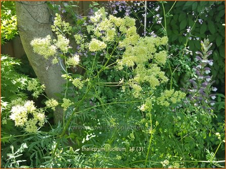Thalictrum lucidum | Ruit | Gl&auml;nzende Wiesenraute | Meadow Rue