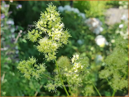 Thalictrum lucidum | Ruit | Gl&auml;nzende Wiesenraute | Meadow Rue
