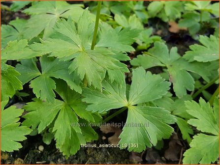 Trollius asiaticus | Aziatische kogelboterbloem | Sibirische Trollblume