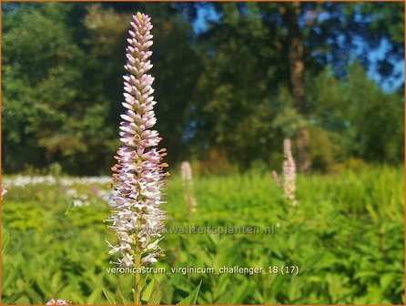 Veronicastrum virginicum &#039;Challenger&#039; | Virginische ereprijs, Zwarte ereprijs, Naaldereprijs | Kandelaberehrenpre