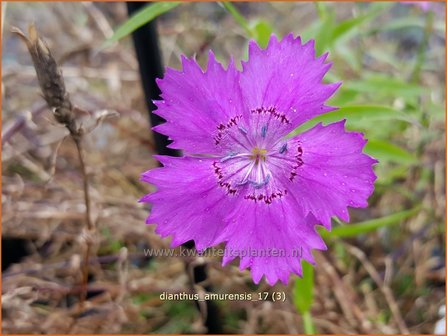 Dianthus amurensis | Siberische anjer, Anjer | Sibirische Nelke