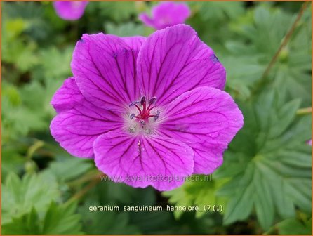 Geranium sanguineum &#039;Hannelore&#039; | Bermooievaarsbek, Ooievaarsbek, Tuingeranium, Geranium | Blut-Storchschnabel | Bloo