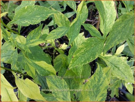 Solidago virgaurea &#039;Variegata&#039; | Echte guldenroede, Guldenroede | Gemeine Goldrute