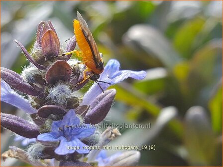 Ajuga reptans &#039;Mini Mahogany&#039; | Zenegroen | Kriechender G&uuml;nsel