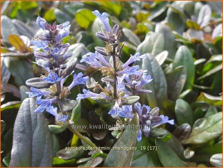 Ajuga reptans &#039;Mini Mahogany&#039; | Zenegroen | Kriechender G&uuml;nsel