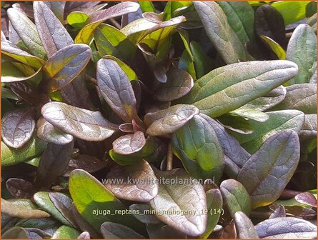 Ajuga reptans &#039;Mini Mahogany&#039; | Zenegroen | Kriechender G&uuml;nsel