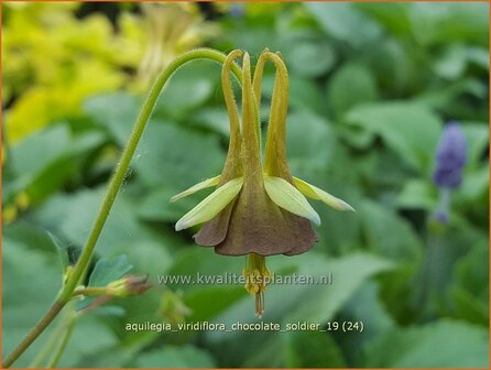 Aquilegia viridiflora 'Chocolate Soldier' | Akelei | Grünlichbraune Akelei