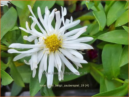 Aster novi-belgii &#039;Zauberspiel&#039; | Nieuw-Nederlandse aster, Herfstaster, Aster | Glattblatt-Aster