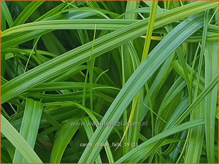 Carex 'Ribbon Falls' | Zegge | Segge