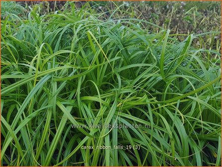 Carex &#039;Ribbon Falls&#039; | Zegge | Segge