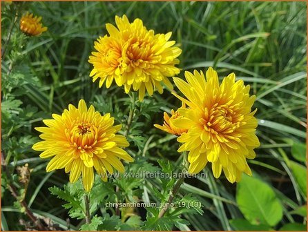 Chrysanthemum &#039;Juno&#039; | Tuinchrysant, Chrysant | Herbstchrysantheme