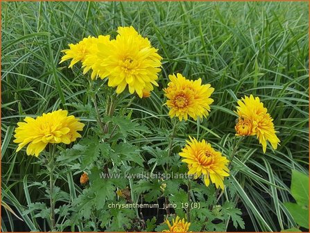 Chrysanthemum &#039;Juno&#039; | Tuinchrysant, Chrysant | Herbstchrysantheme