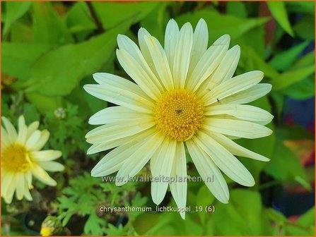 Chrysanthemum &#039;Lichtkuppel&#039; | Tuinchrysant, Chrysant | Herbstchrysantheme | Chrysanthemum