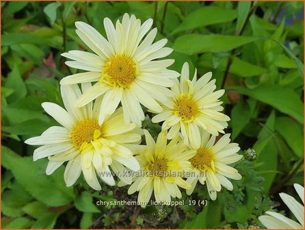 Chrysanthemum &#039;Lichtkuppel&#039; | Tuinchrysant, Chrysant | Herbstchrysantheme | Chrysanthemum