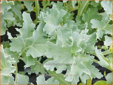 Crambe maritima &#039;Lilywhite&#039; | Zeekool, Bolletjeskool | Weisser Meerkohl