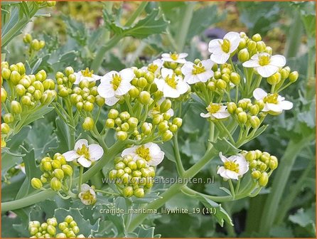 Crambe maritima &#039;Lilywhite&#039; | Zeekool, Bolletjeskool | Weisser Meerkohl