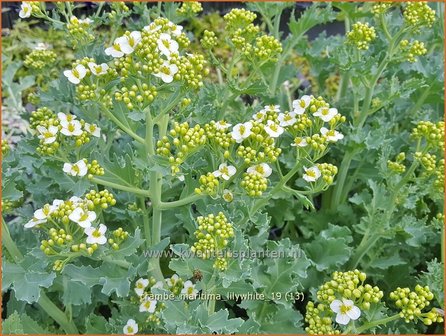 Crambe maritima &#039;Lilywhite&#039; | Zeekool, Bolletjeskool | Weisser Meerkohl